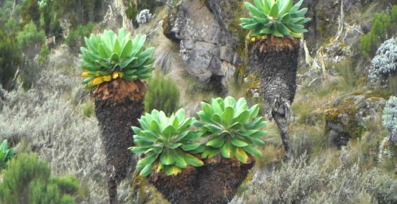 Senecio Kilimanjari